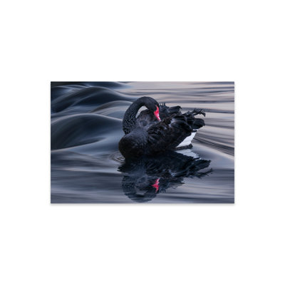 «Black Swan Dune» par Adrian Borda - impression sans cadre