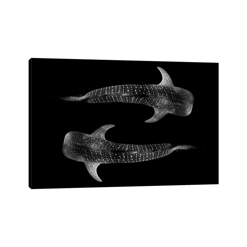 Yin & Yang Whale Shark by Jordan Robins - Wrapped Canvas Print, 30.48 cm H x 45.72 cm W