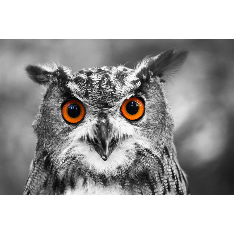 Owl Portrait by Marclschauer - Wrapped Canvas Print, 81cm H x 122cm W x 3.8cm D