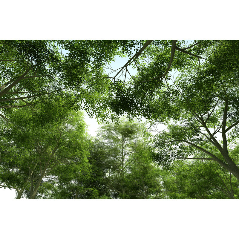 Treetops - Green Canopy - Photographie sur toile tendue, H 32 po x l 48 po