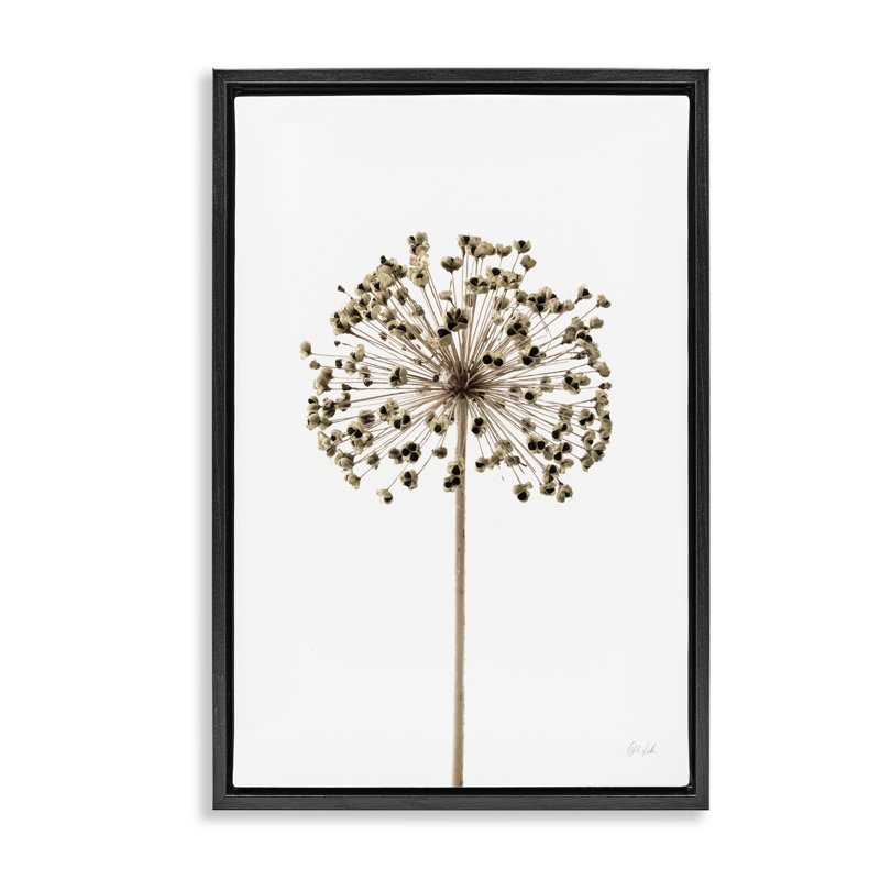  Toile flottante encadrée Minimal Allium Bud par Deborah Revell, Cadre flottant noir de jais, H 25 po x l 17 po