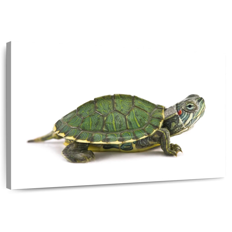 Red Eared Turtle, 26" H x 39" W