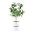 Vase de table en verre Bamboo