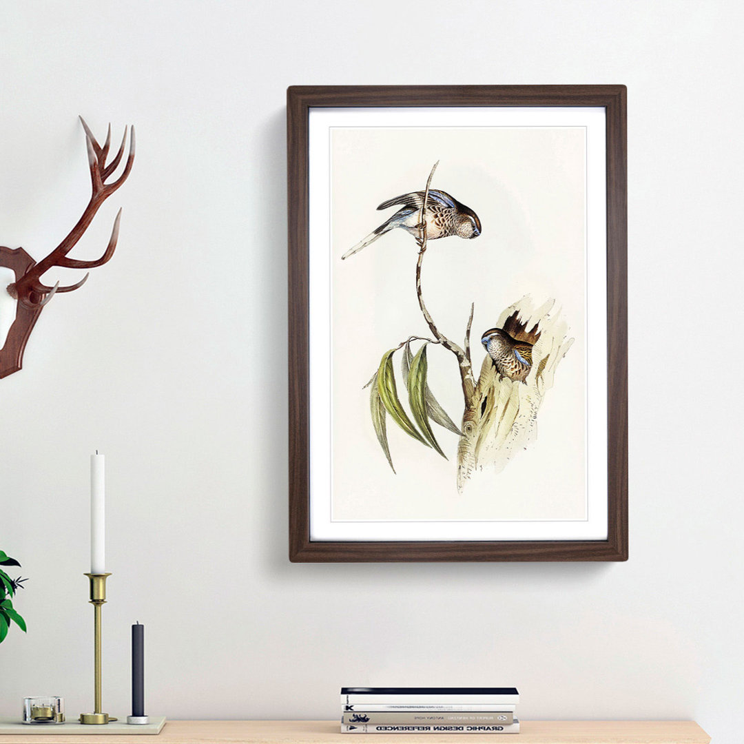 Bouke's Grass Parakeets by Elizabeth Gould - Picture Frame Painting Print