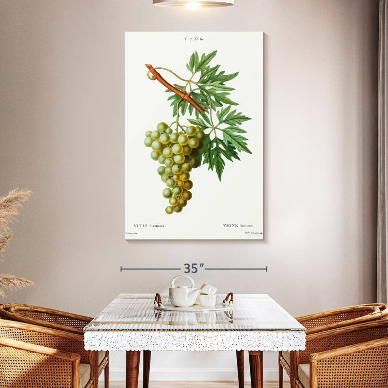 Yarlin Grape Vine - Vitis Laciniata, 51" H x 34" W