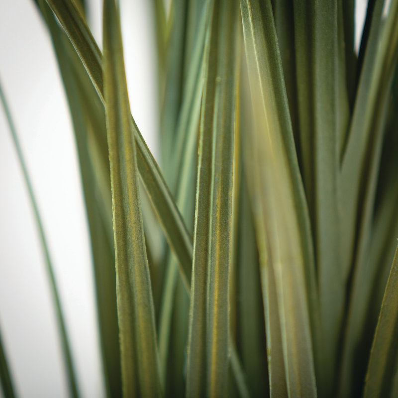 Herbe en pot en faux oignon