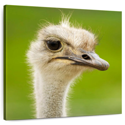 Serious Ostrich