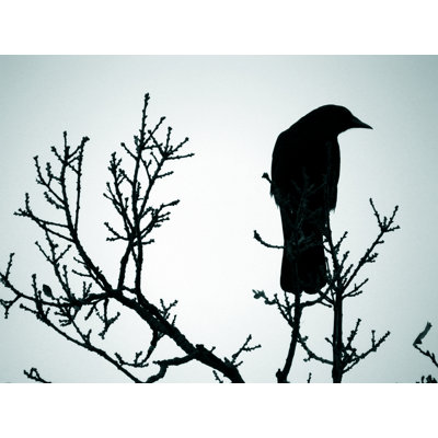 Lone Crow par Kolgt