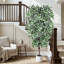 Ficus artificiel bordé de feuilles blanches panachées 5 pi 6 pi 7 pi avec pot à fleurs blanc réaliste pour décoration de bureau-1265027109-1268333253