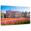 Nicci Amsterdam Tulips-111834731