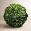 Preserved Greens Topiary, Hedge Plant in-1214296196
