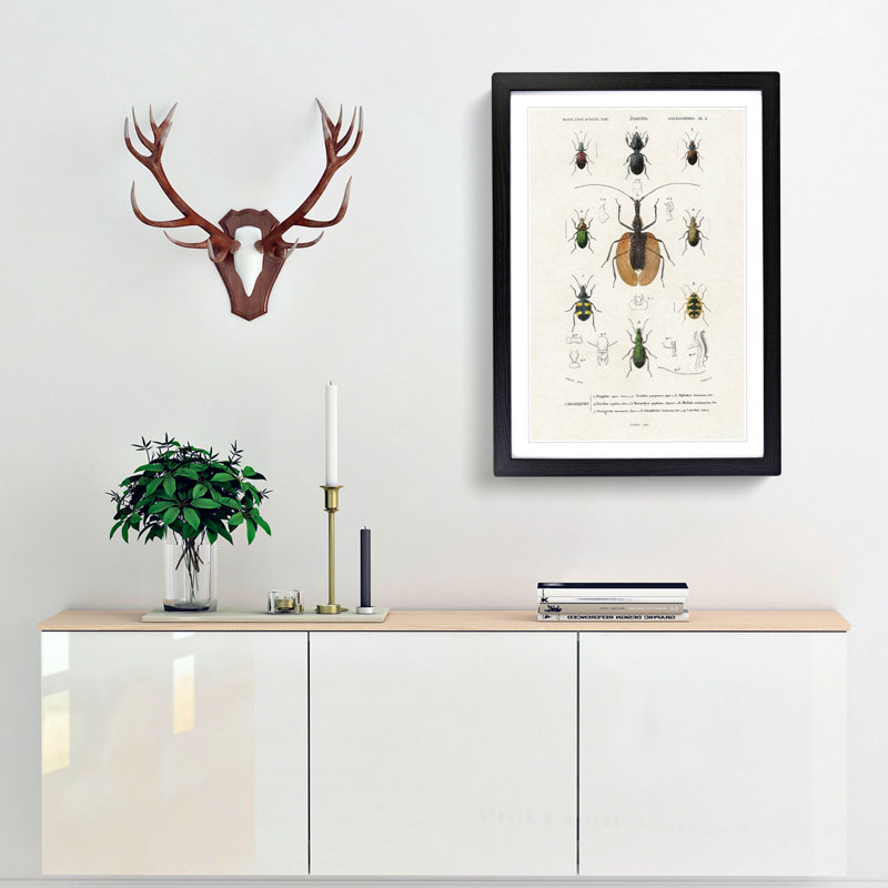 Beetle Illustrations PL.2 by Charles D'Orbigny - Single Picture Frame Print, 33cm H x 24cm W x 2cm D, Black Framed