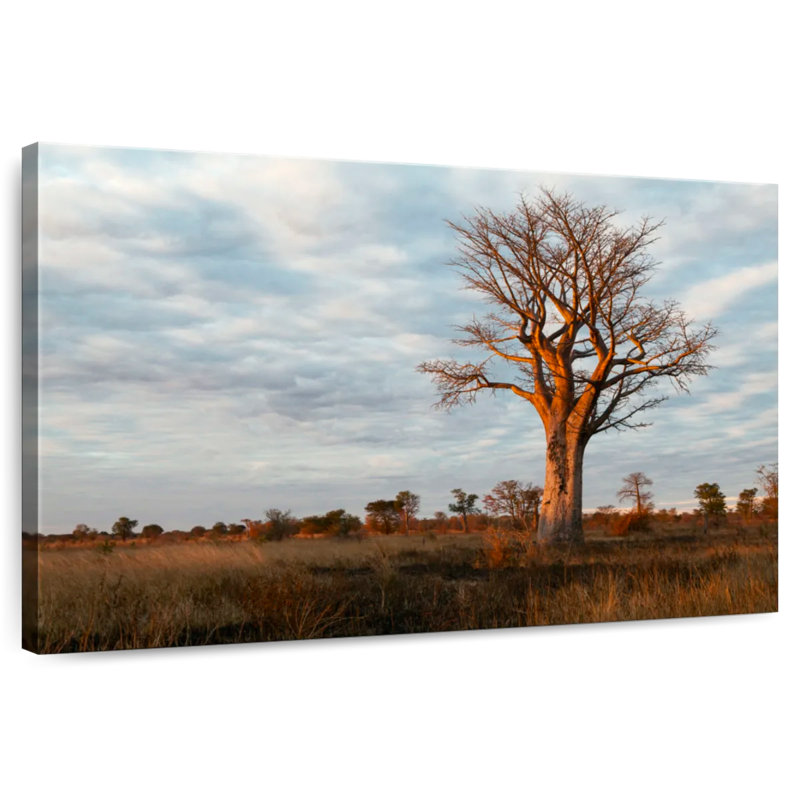 Harnek Zambian Baobab Tree, 8" H x 12" W
