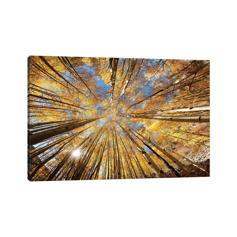 Colorado Autumn Splendor-OLE214, H 26 po x l 40 po x 1,5 po