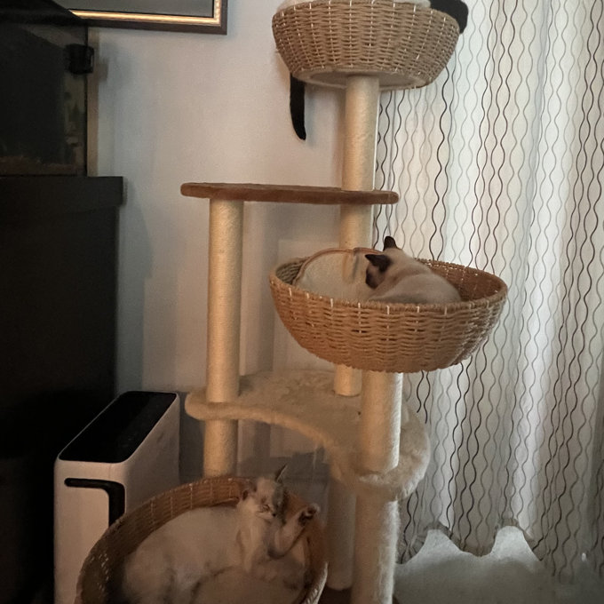 Tucker Murphy Pet Alena 51.6'' H Cat Tree & Reviews | Wayfair