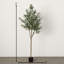 Ackerson 72 plantes