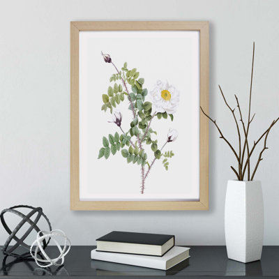 White Burnet Roses by Pierre-Joseph Redoute - Framed Print
