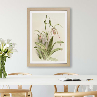 Magnolia Flowers Illustration Tab. 16 By Frederick Sander - Framed Print