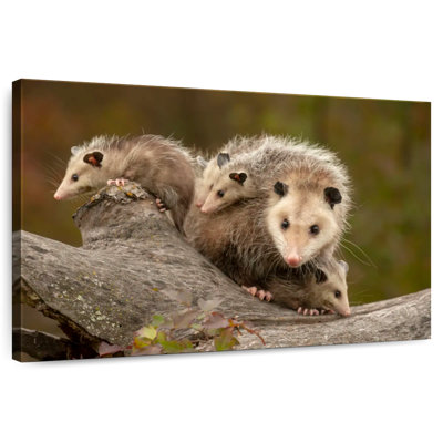 Famille Opossum