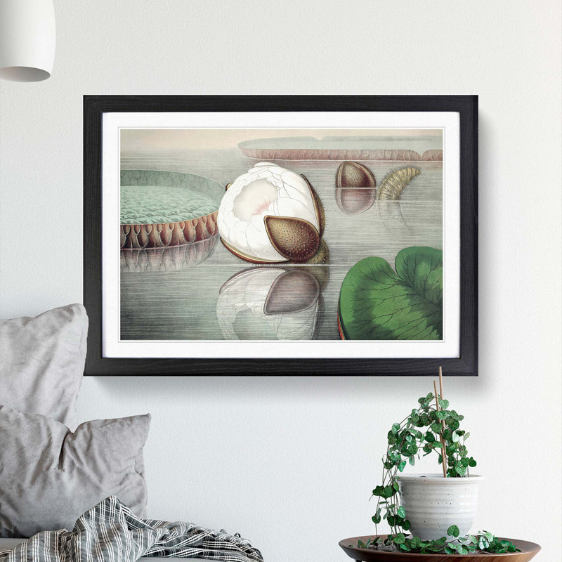 Gigantic Water Lily Opening by William Sharp - Picture Frame Painting Print, Black Framed, 48cm H x 65cm W x 2cm D