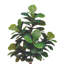 Elspeth Fiddle Leaf Fig Tree Drop-In