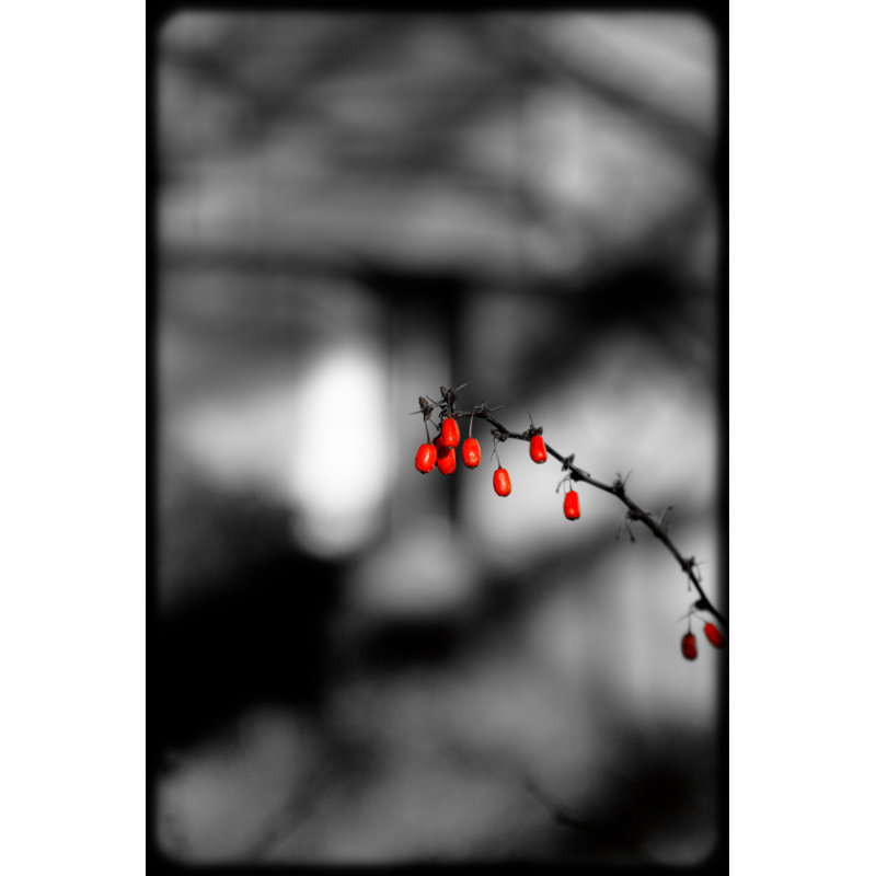 The Red Berries Print by Alan Scherer