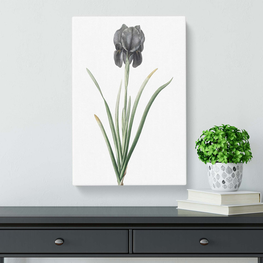 Mourning Iris Flower by Pierre-Joseph Redoute - Wrapped Canvas