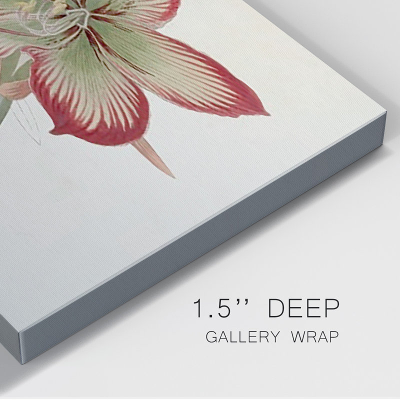 Amaryllis Varietals IV Premium Gallery Wrapped Canvas - Ready to Hang, 18" H x 27" W