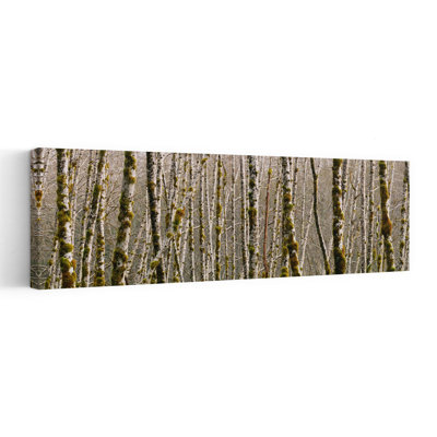 Arbres dans la forêt, aulne rouge, parc national olympique, État de Washington, art mural de forêt contemporaine abstraite tranquille