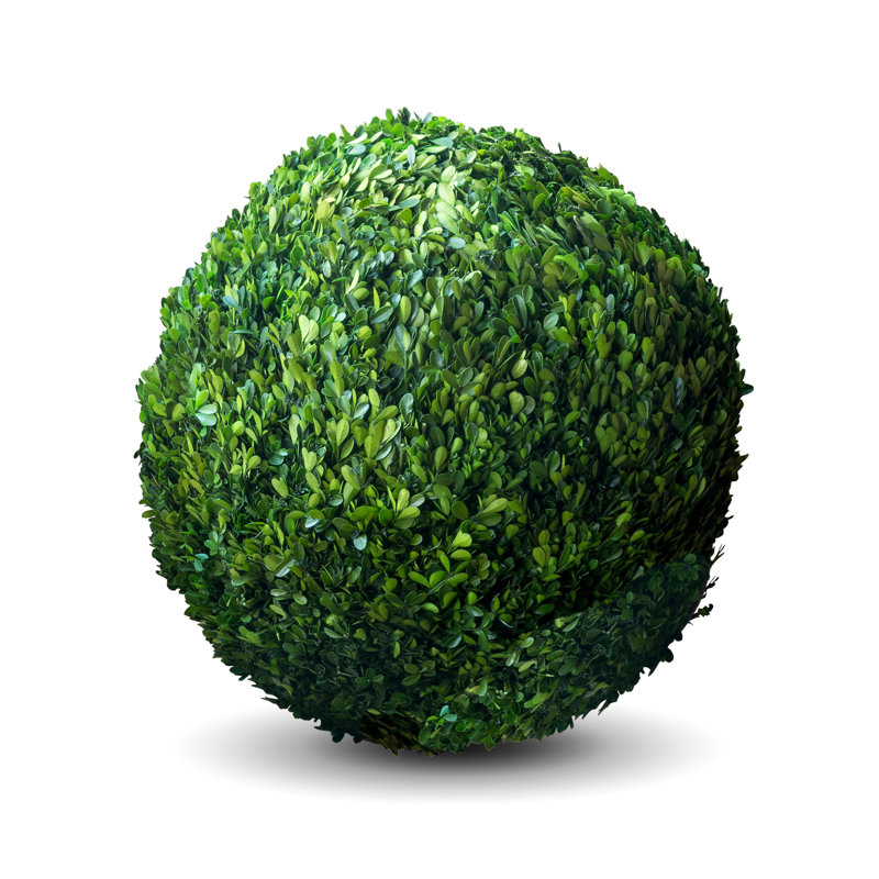 Preserved Boxwood Ball, 21"