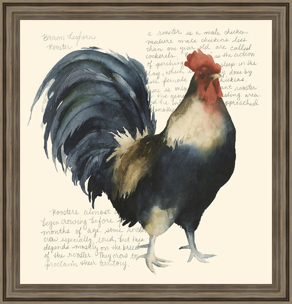 « coq crow i », impression encadrée