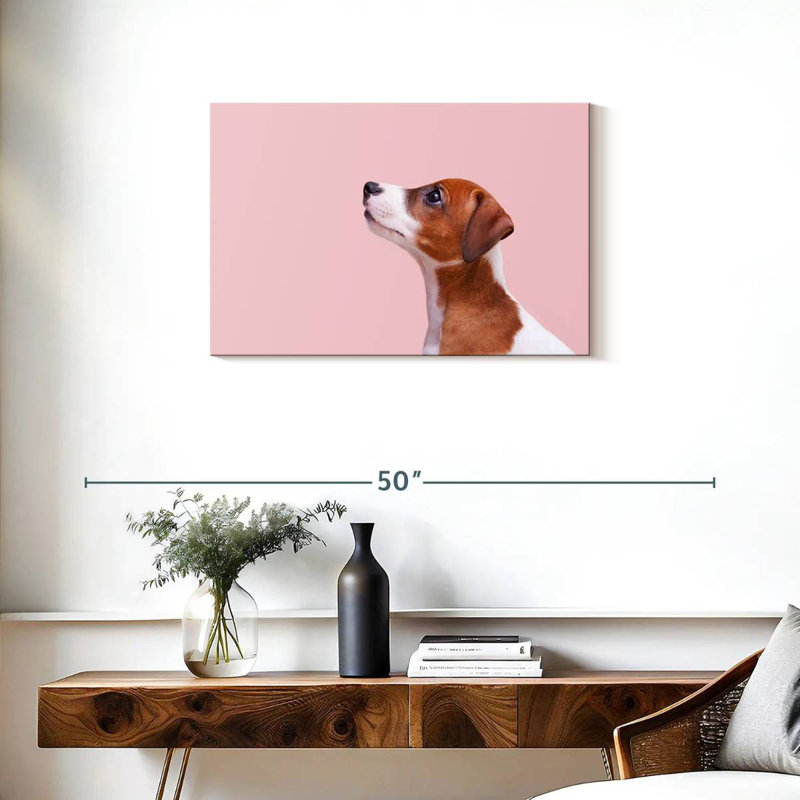 Jack Russel Brampt, H 20 po x l 30 po