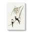 White Breasted Swallows by Elizabeth Gould - Wrapped Canvas-55305399