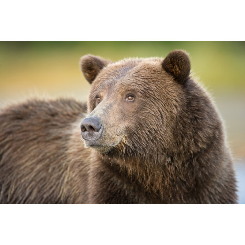 Portrait d'un grizzly par Kencanning, H 20 po x l 30 po