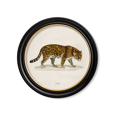 Jaguar by Mid-1800s - Single Picture Frame Print on Archival Matt 230gsm Paper