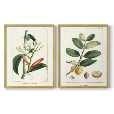 Turpin Tropical Botanicals IX-Premium Framed Print -Ready to Hang - No Nails Required - No Nails Required