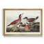 Ruddy Duck - reproduction d'art sur toile-2110390603-2110390602