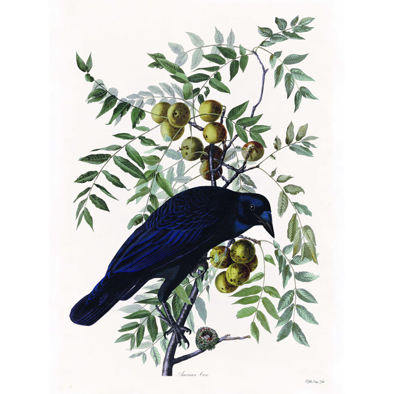 Vintage Crow 1 - impression sur toile tendue, H 16 po x l 12 po