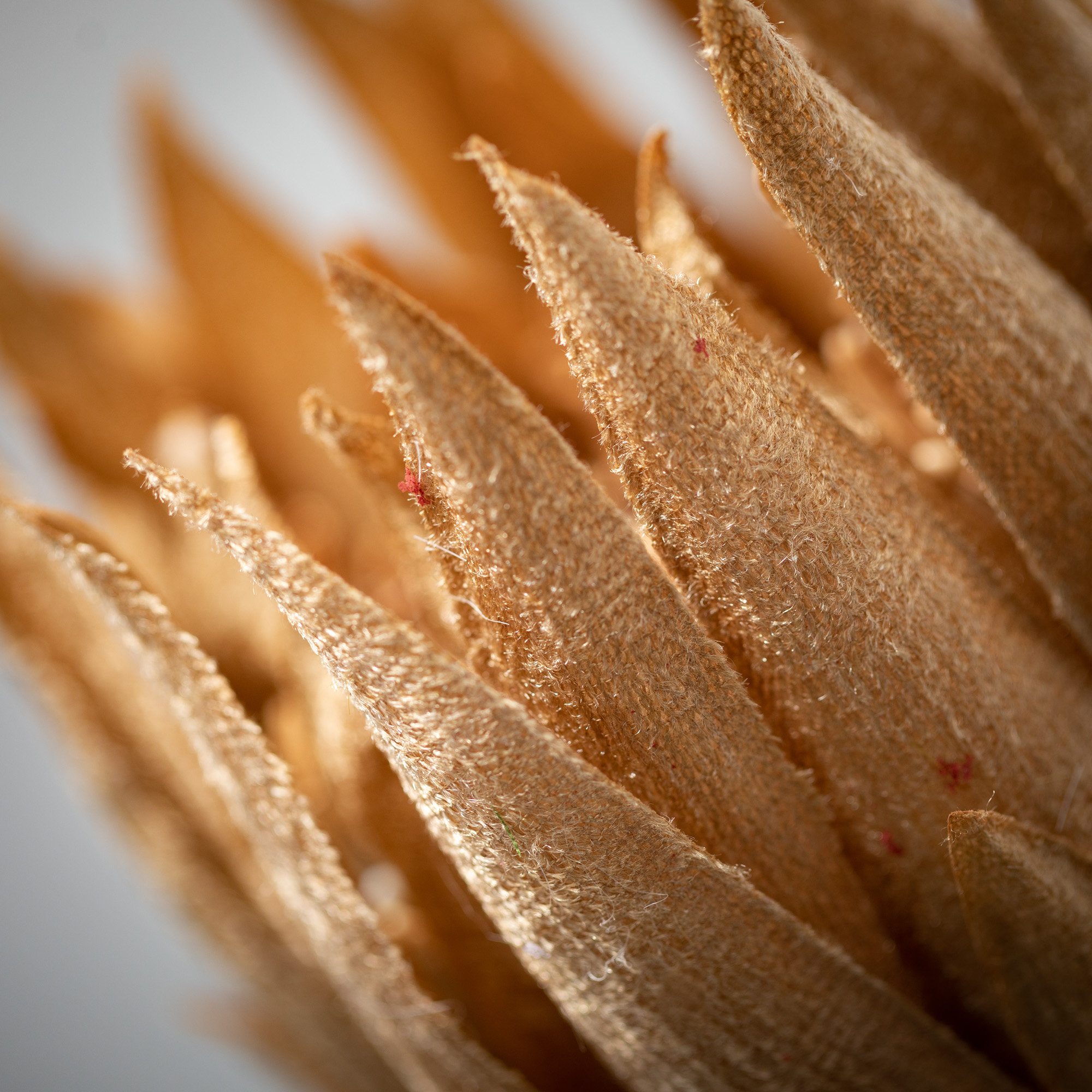 Rich Sienna Protea Sprays, 29" H x 7" W x 4.5" D, Brown