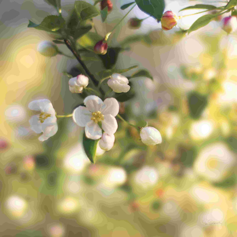 Blush Blossoms I, H 30 po x l 30 po