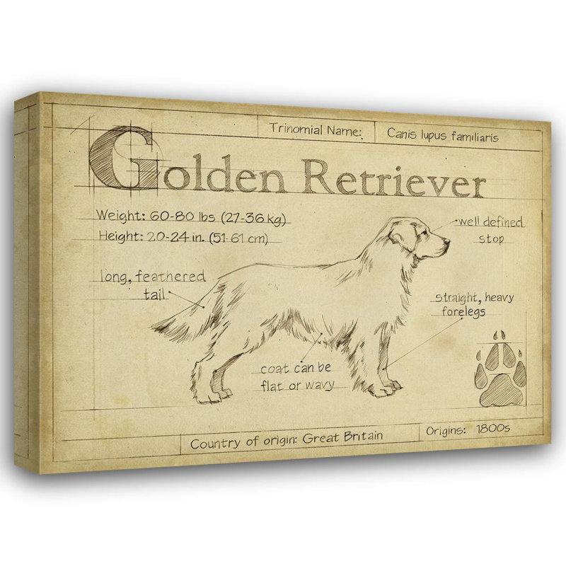 Art sur toile tendue par Trinx Harper et Ethan, Antique Golden Retriever, H 36 po x l 47 po