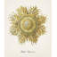 Nautical Art II Print by Sofia Fox-26933166-26933165