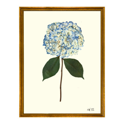 Pressed Hydrangea Print by Sandy Whitaker