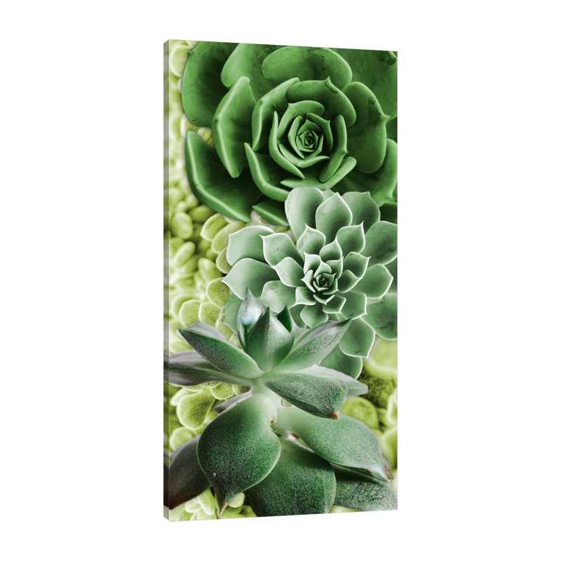 Marcus Prime " Adored Succulents 5 " Acrylic Print, 36" H x 18" W x 1.5" D