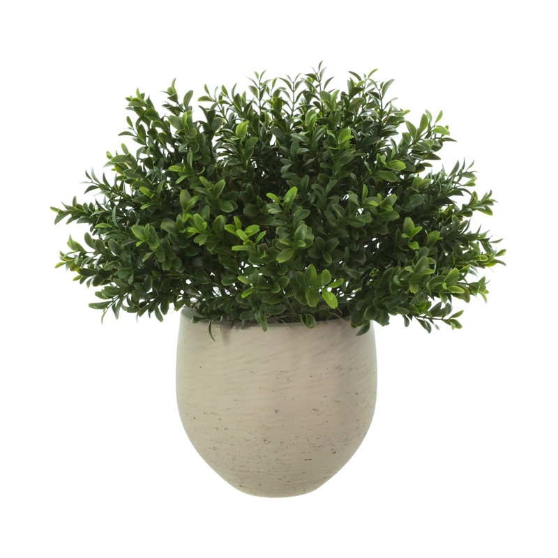 Outdoor UV-Rated Boxwood in Fiberstone Pot