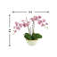 Orchids Arrangement in Vase-1065780099
