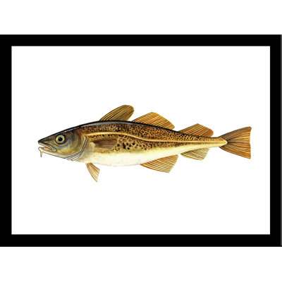 " Atlantic Cod " by Damon Crook