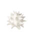 Oursin-28075746-64029208