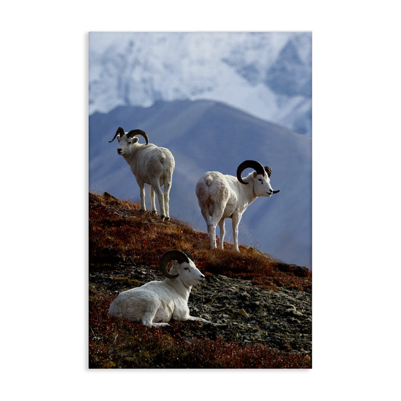 Art mural sur toile «Sheep on Cliff» par Shane Lamb, H 16 po x l 24 po