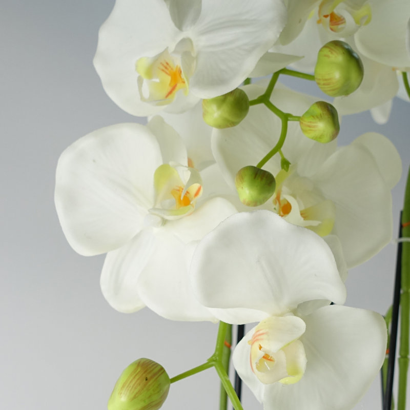 Anneus 150cm Plant